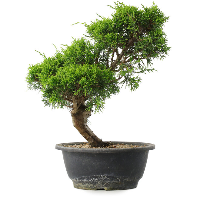 Juniperus chinensis Itoigawa, 29 cm, ± 15 Jahre alt