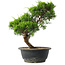 Juniperus chinensis Itoigawa, 29 cm, ± 15 jaar oud