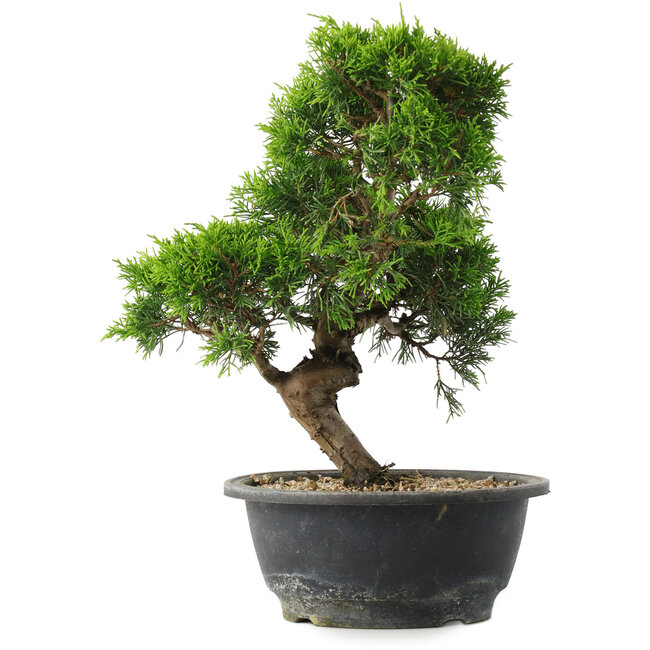Juniperus chinensis Itoigawa, 29 cm, ± 15 years old