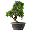 Juniperus chinensis Itoigawa, 29 cm, ± 15 jaar oud