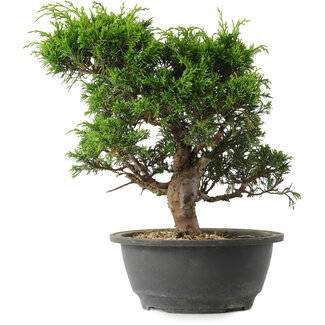 Juniperus chinensis Itoigawa, 27 cm, ± 15 jaar oud