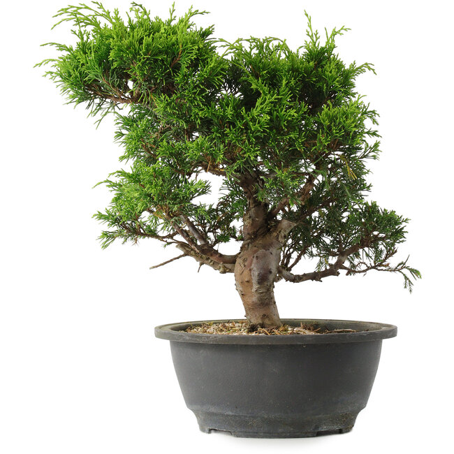 Juniperus chinensis Itoigawa, 27 cm, ± 15 jaar oud
