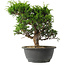 Juniperus chinensis Itoigawa, 27 cm, ± 15 jaar oud
