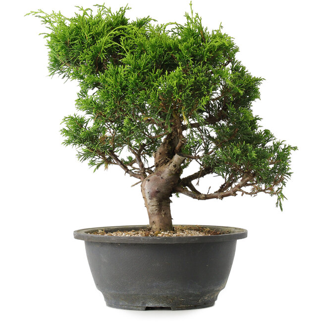 Juniperus chinensis Itoigawa, 27 cm, ± 15 anni