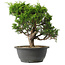 Juniperus chinensis Itoigawa, 27 cm, ± 15 jaar oud