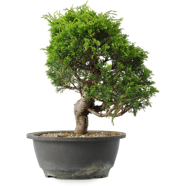 Juniperus chinensis Itoigawa, 27 cm, ± 15 years old