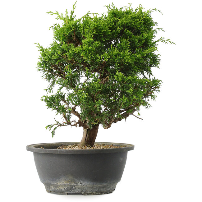 Juniperus chinensis Itoigawa, 27 cm, ± 15 anni