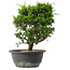 Juniperus chinensis Itoigawa, 27 cm, ± 15 jaar oud
