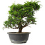 Juniperus chinensis Itoigawa, 27 cm, ± 15 jaar oud