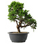 Juniperus chinensis Itoigawa, 29 cm, ± 15 Jahre alt