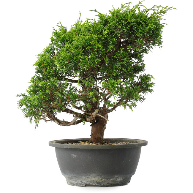 Juniperus chinensis Itoigawa, 27 cm, ± 15 ans