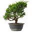 Juniperus chinensis Itoigawa, 27 cm, ± 15 jaar oud