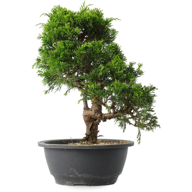 Juniperus chinensis Itoigawa, 29 cm, ± 15 años