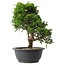 Juniperus chinensis Itoigawa, 29 cm, ± 15 jaar oud