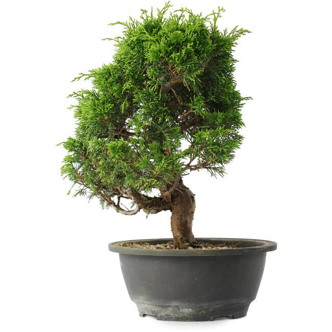 Juniperus chinensis Itoigawa, 27 cm, ± 15 jaar oud