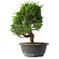 Juniperus chinensis Itoigawa, 27 cm, ± 15 jaar oud
