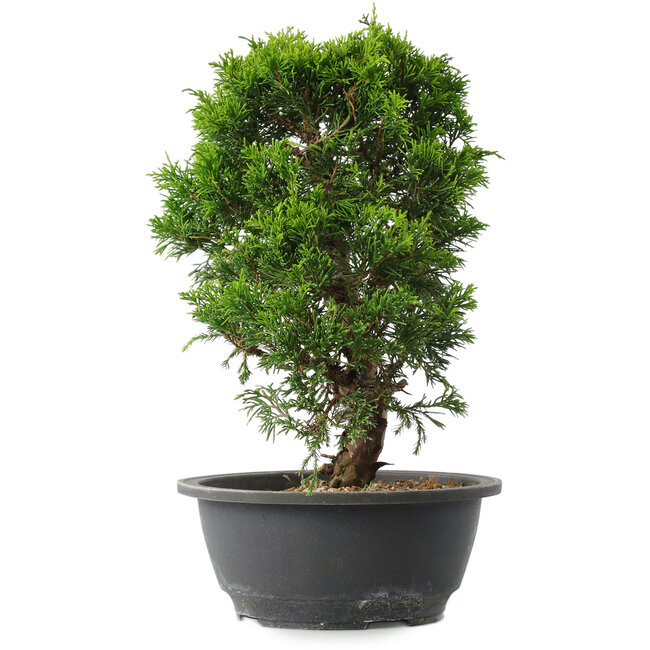 Juniperus chinensis Itoigawa, 29 cm, ± 15 ans
