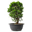 Juniperus chinensis Itoigawa, 29 cm, ± 15 jaar oud