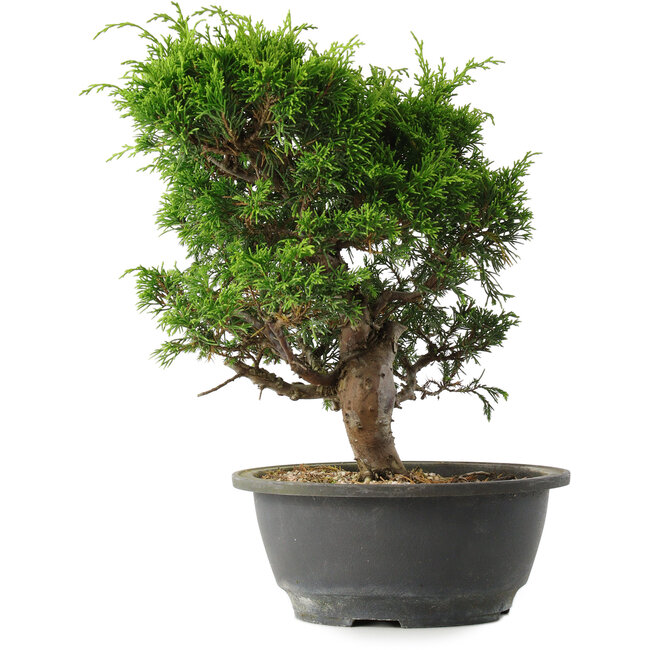 Juniperus chinensis Itoigawa, 27 cm, ± 15 Jahre alt