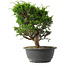 Juniperus chinensis Itoigawa, 27 cm, ± 15 jaar oud