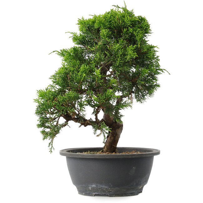 Juniperus chinensis Itoigawa, 29 cm, ± 15 years old