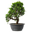 Juniperus chinensis Itoigawa, 29 cm, ± 15 jaar oud