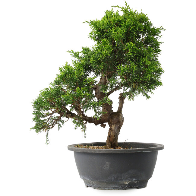 Juniperus chinensis Itoigawa, 29 cm, ± 15 jaar oud