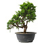 Juniperus chinensis Itoigawa, 29 cm, ± 15 jaar oud