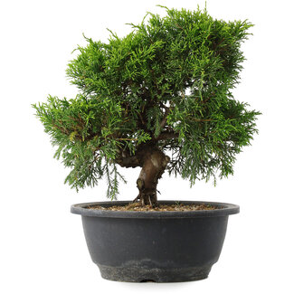 Juniperus chinensis Itoigawa, 24 cm, ± 15 jaar oud