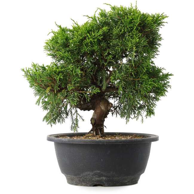 Juniperus chinensis Itoigawa, 24 cm, ± 15 anni