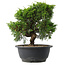 Juniperus chinensis Itoigawa, 24 cm, ± 15 anni