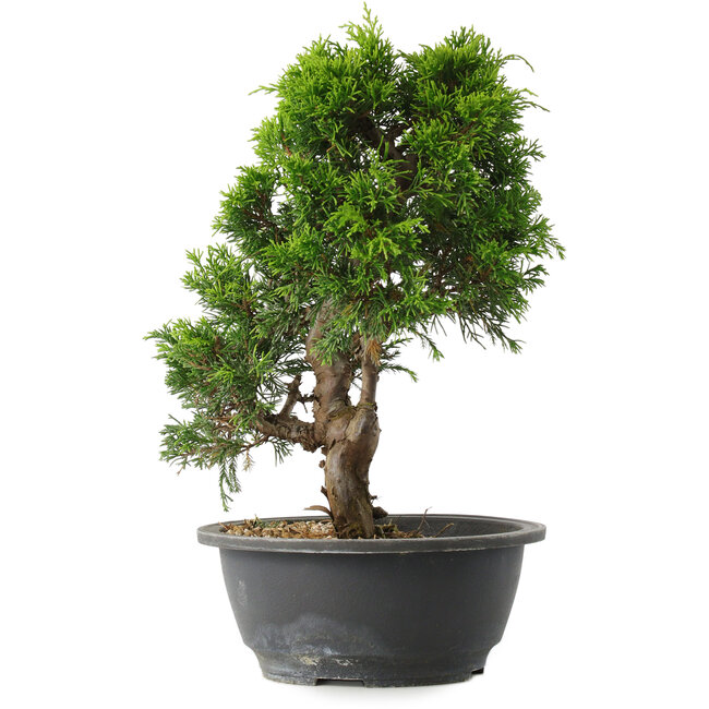 Juniperus chinensis Itoigawa, 29 cm, ± 15 jaar oud