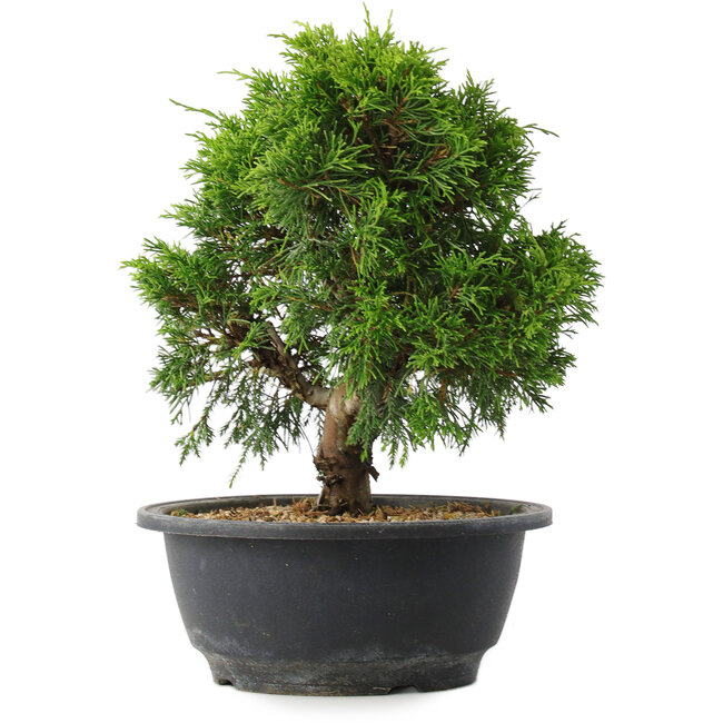 Juniperus chinensis Itoigawa, 24 cm, ± 15 años