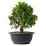 Juniperus chinensis Itoigawa, 24 cm, ± 15 jaar oud