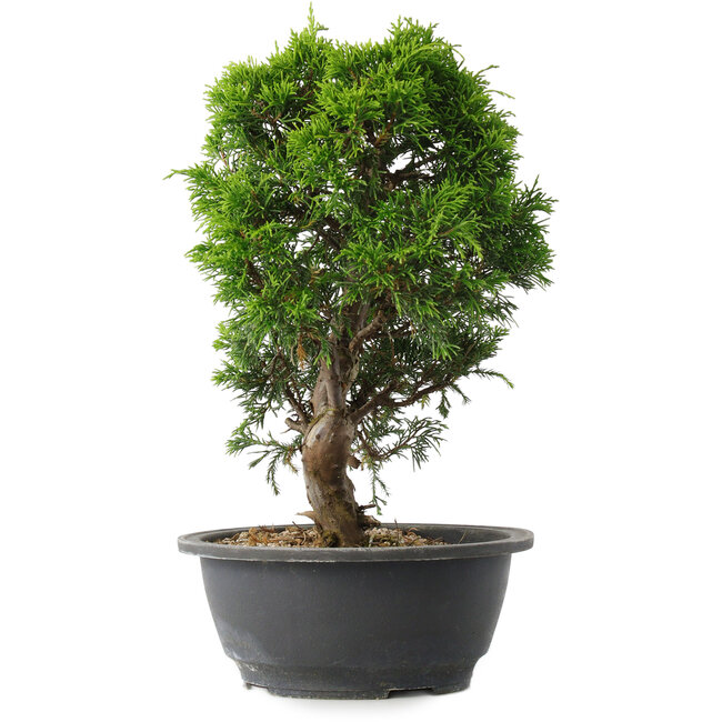 Juniperus chinensis Itoigawa, 29 cm, ± 15 ans