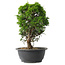 Juniperus chinensis Itoigawa, 29 cm, ± 15 anni