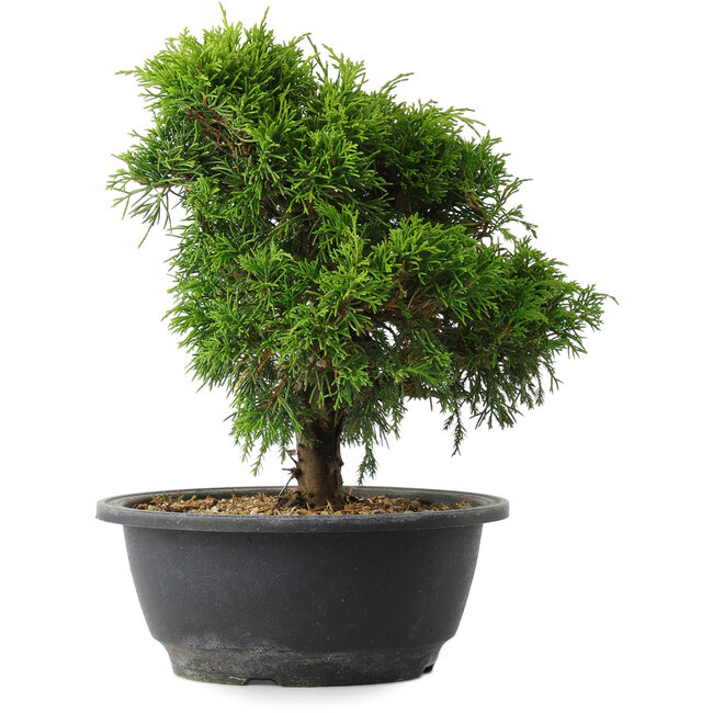 Juniperus chinensis Itoigawa, 24 cm, ± 15 years old