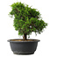 Juniperus chinensis Itoigawa, 24 cm, ± 15 anni