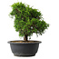 Juniperus chinensis Itoigawa, 24 cm, ± 15 jaar oud
