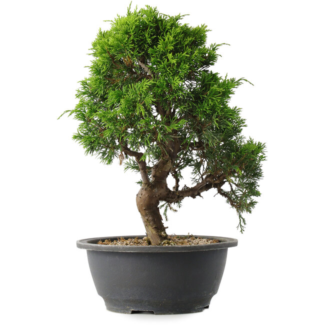 Juniperus chinensis Itoigawa, 29 cm, ± 15 years old