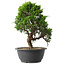 Juniperus chinensis Itoigawa, 29 cm, ± 15 anni