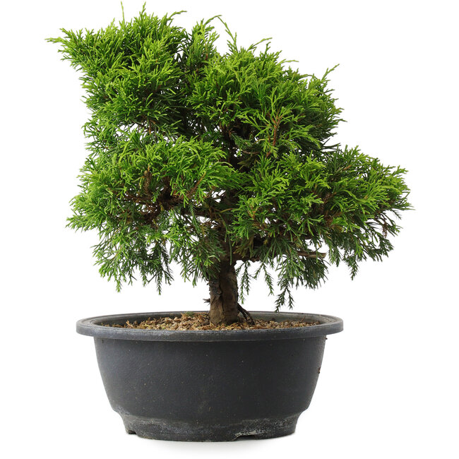 Juniperus chinensis Itoigawa, 24 cm, ± 15 ans