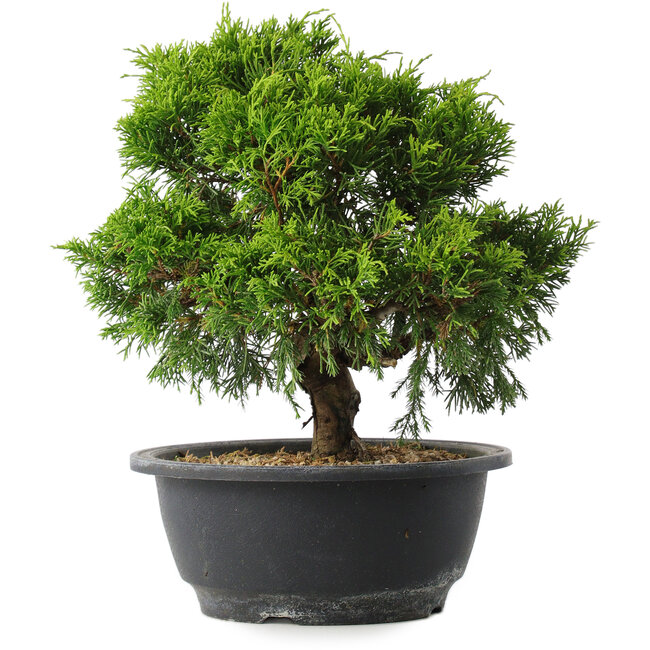 Juniperus chinensis Itoigawa, 24 cm, ± 15 jaar oud