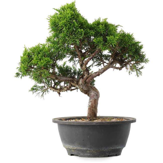 Juniperus chinensis Itoigawa, 29 cm, ± 15 anni