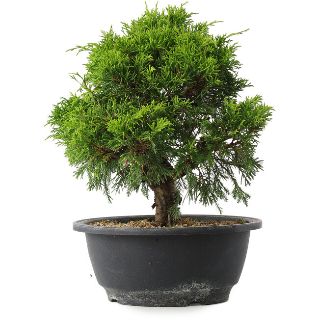 Juniperus chinensis Itoigawa, 24 cm, ± 15 Jahre alt