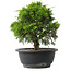 Juniperus chinensis Itoigawa, 24 cm, ± 15 anni