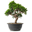 Juniperus chinensis Itoigawa, 29 cm, ± 15 jaar oud