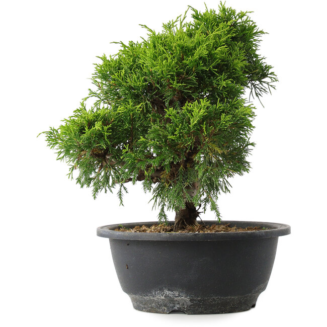 Juniperus chinensis Itoigawa, 24 cm, ± 15 jaar oud