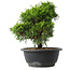 Juniperus chinensis Itoigawa, 24 cm, ± 15 anni