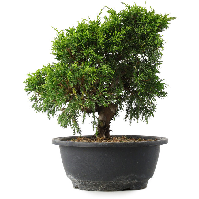 Juniperus chinensis Itoigawa, 24 cm, ± 15 años